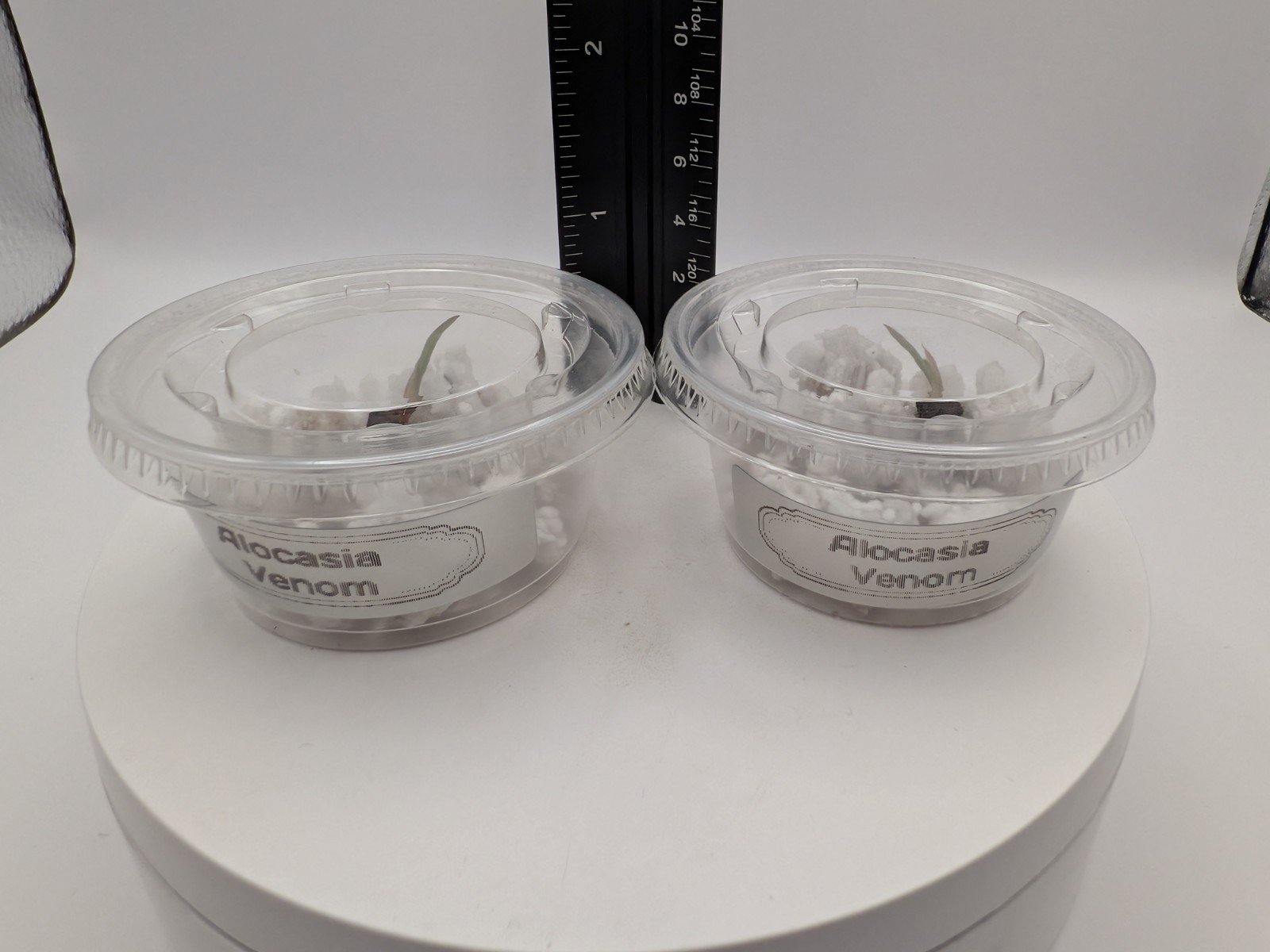 Alocasia Venom- 1x CORM (W/Leaf Emerging, No Roots) 2 Available -Growers Choice