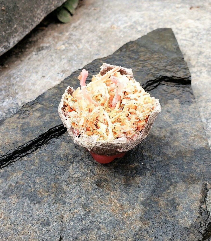 Fire Starter Egg [2-Pk]