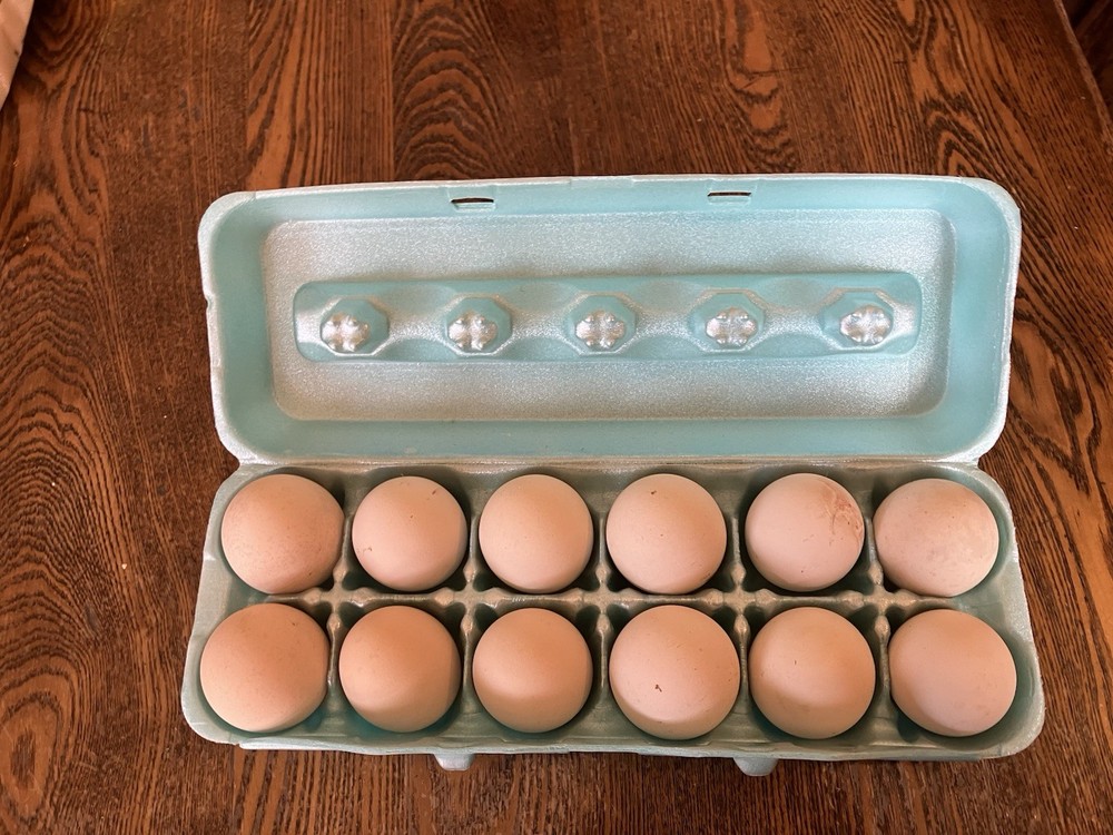 12 Black Peruvians Hatching Eggs