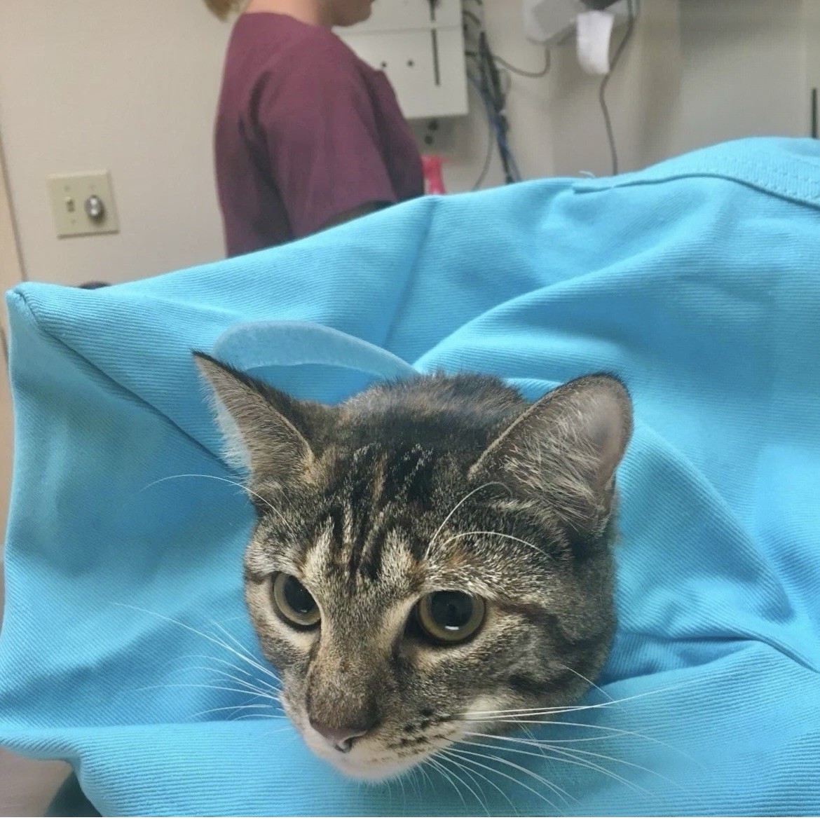 Cat-In-The-Bag Cozy Comfort Sack Bag Carrier Blue L-XL NWOT