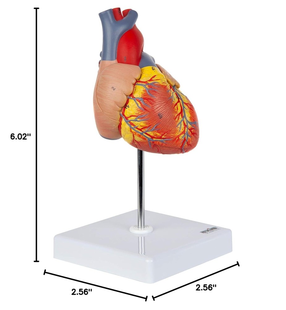 Lifelike Human Heart Model - Educational Kit