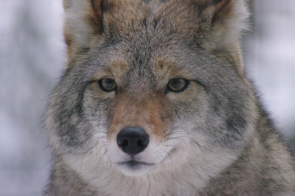 Coyote Taxidermy Reference Photo Cd