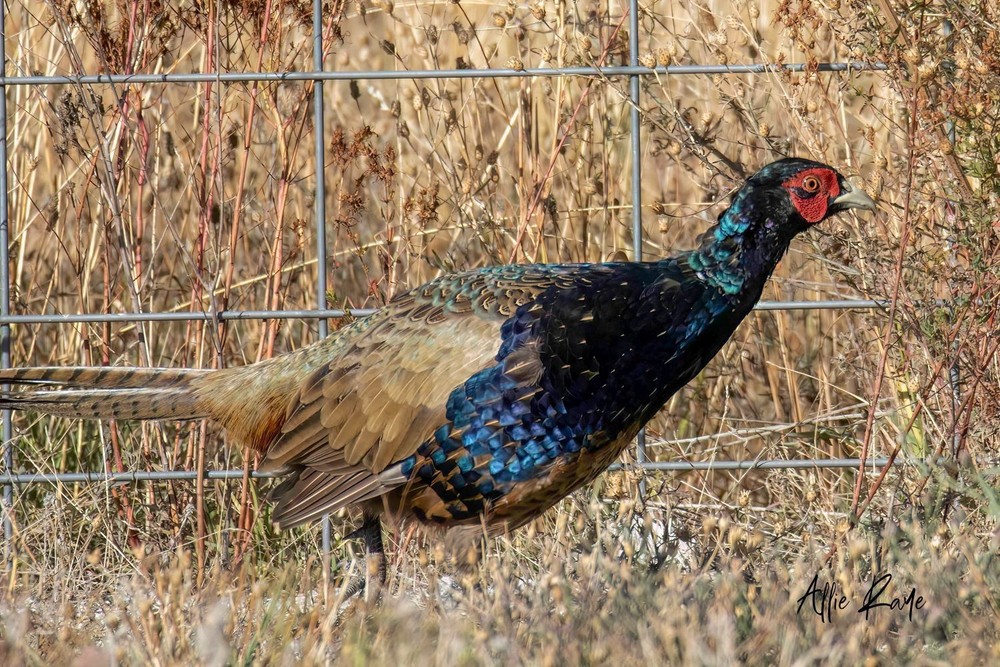 6 Green Variant Pheasant Hatching Eggs
