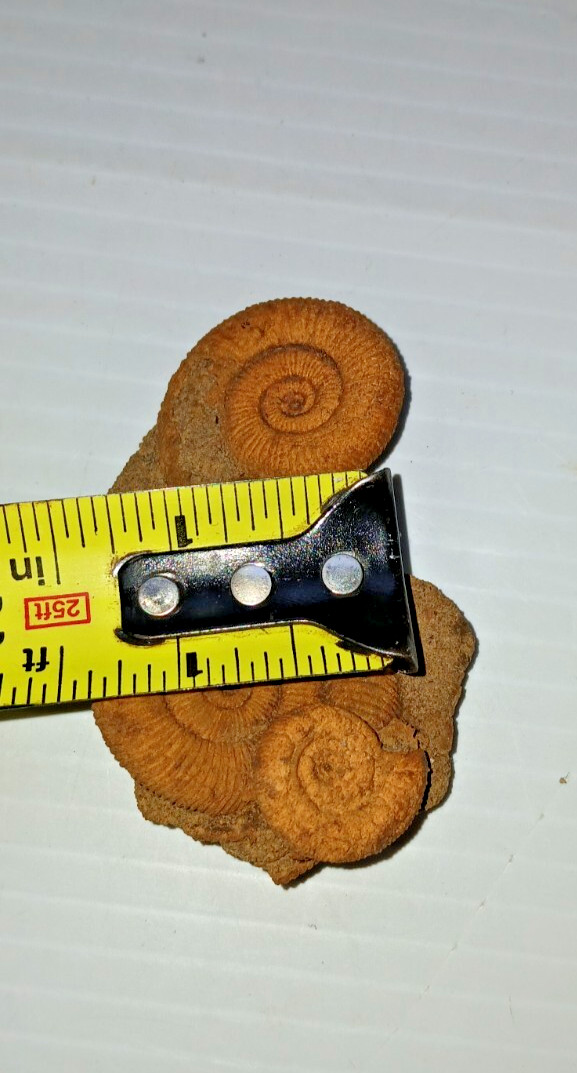 Nice Ammonite Fossil Cluster