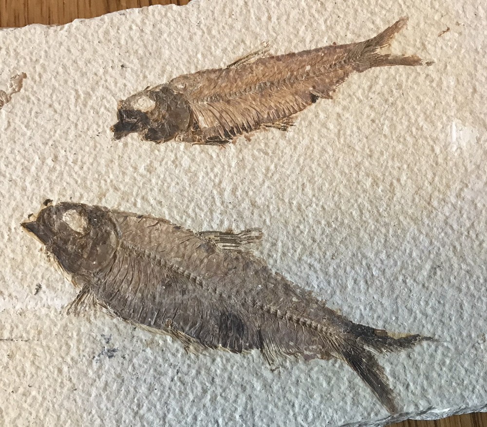 Multiple Fish Fossil Plate
