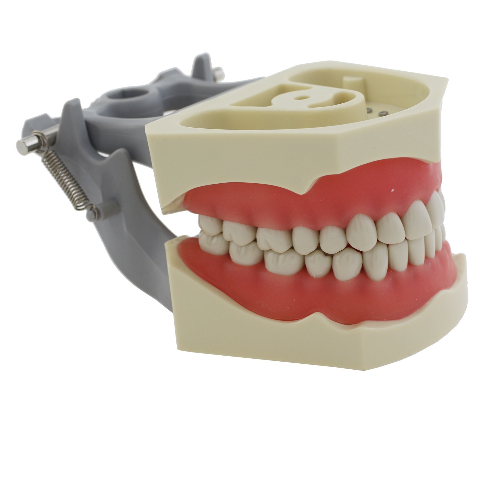 Columbia Dentoform 860 Dental Typodont Model 32pcs Removable Teeth Soft Gingiva