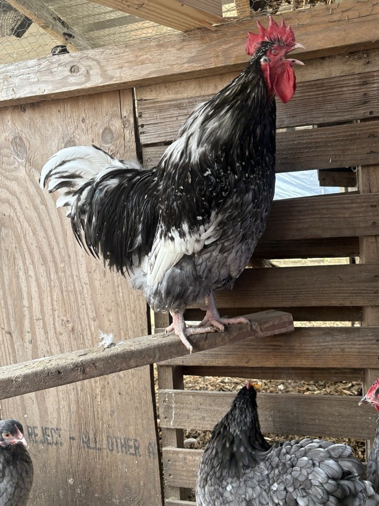 6 Blue Mottled English Orpington Hatching Eggs**