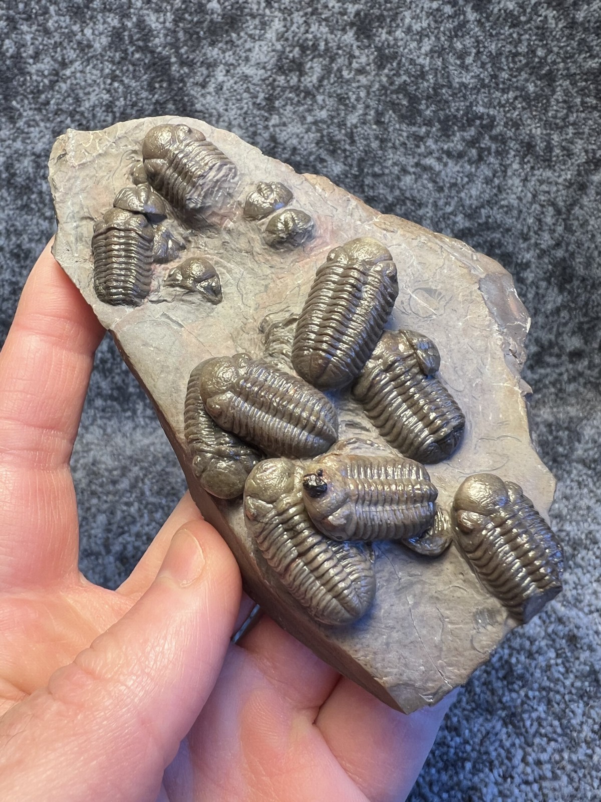 Austerops Trilobite Fossil Mortality Plate – Multiple Trilobites, Jorf