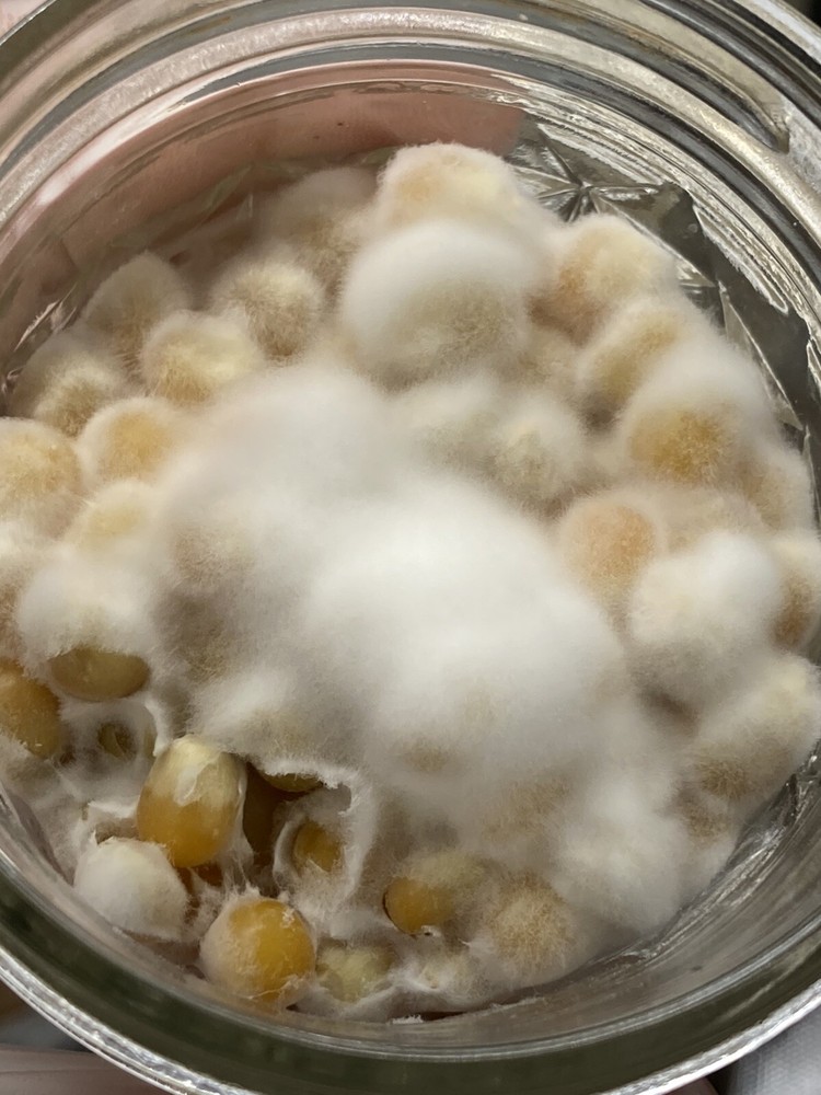 (2) Half Pint Jars - Sterilized Corn for Grain Spawn - Grow Great Grain Spawn