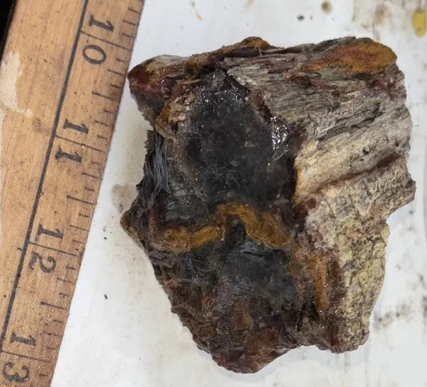 Silver Creek Junction petrified wood