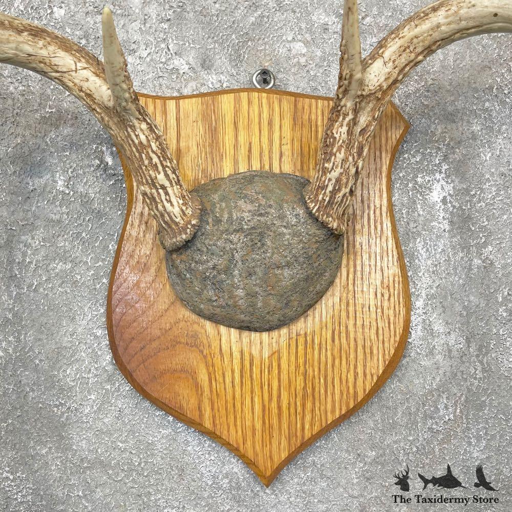 #24254 E | Whitetail Deer Antler Plaque Mount