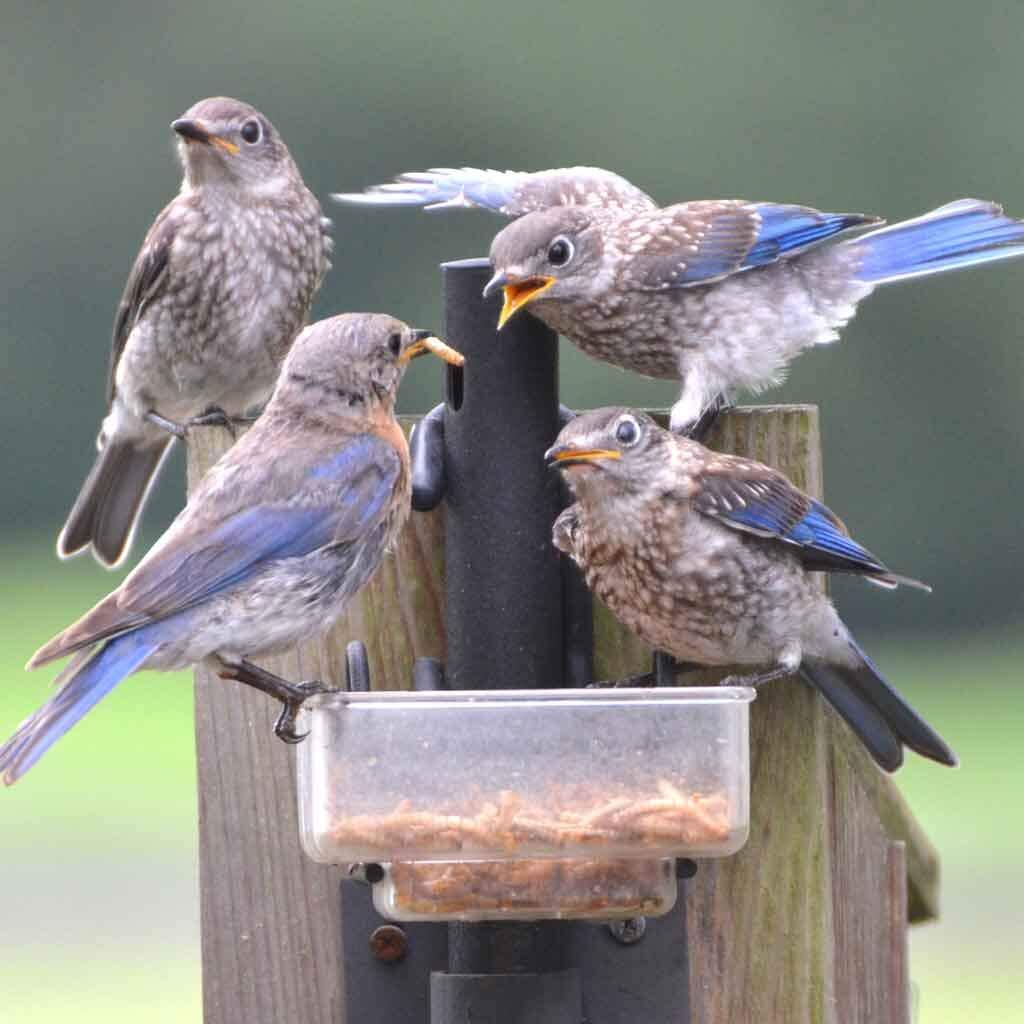 22LB Dried Mealworms Bulk Non-GMO Organic for Wild Blue Bird Chickens Hen Treats