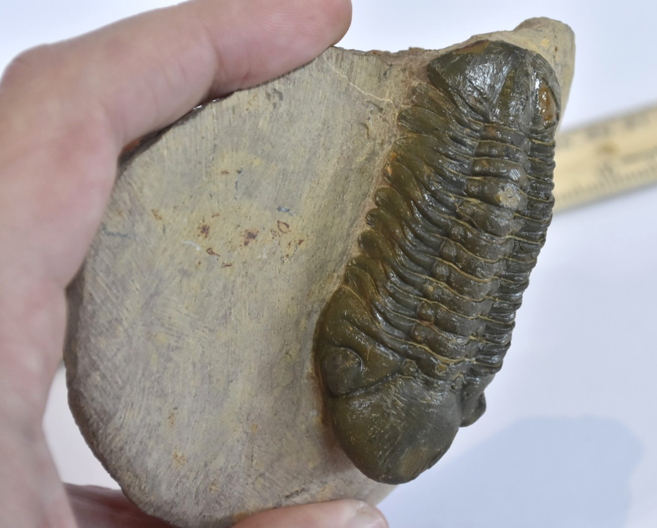 Trilobite Fossil Reedops - Fine Detail - on Matrix - Morocco - Large 3" - #36