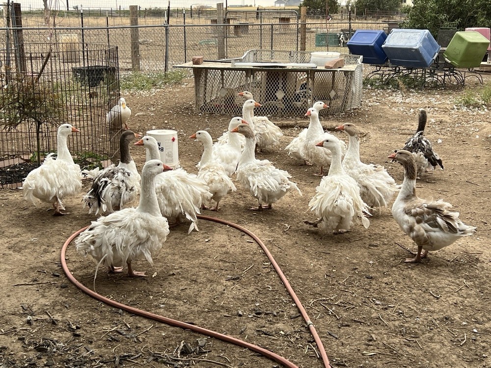 Sebastopol Goose Hatching Eggs