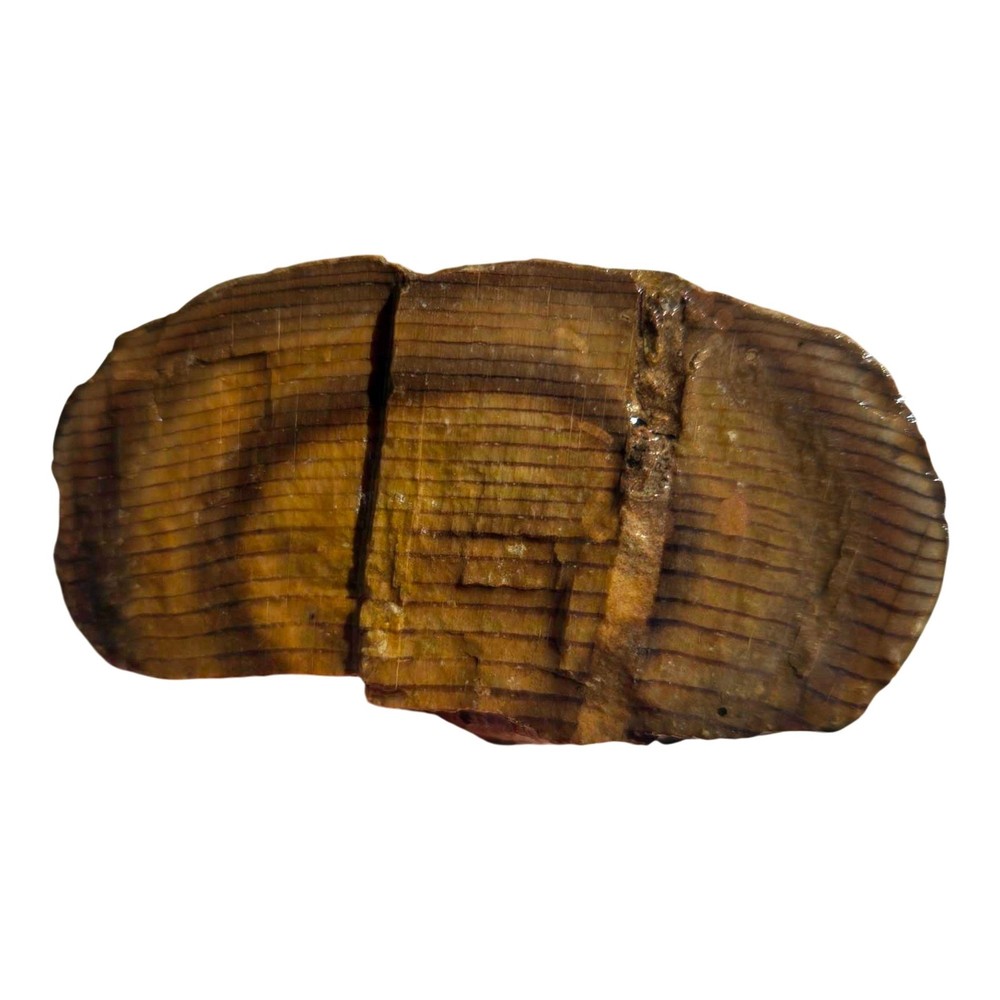 Pacific Northwest Petrified Wood Random Pull Saddle Mountain