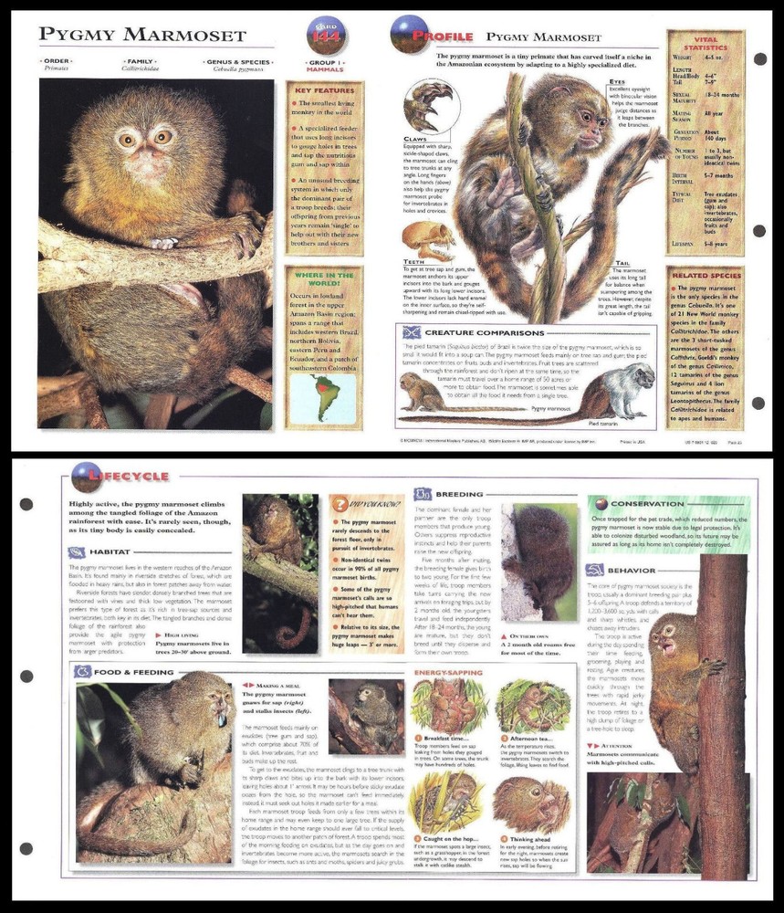 Fold-Out Sheet - Pygmy Marmoset - 144