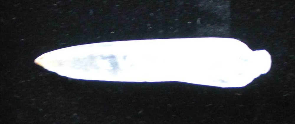 Dragon Tooth Calcite Crystal r751c