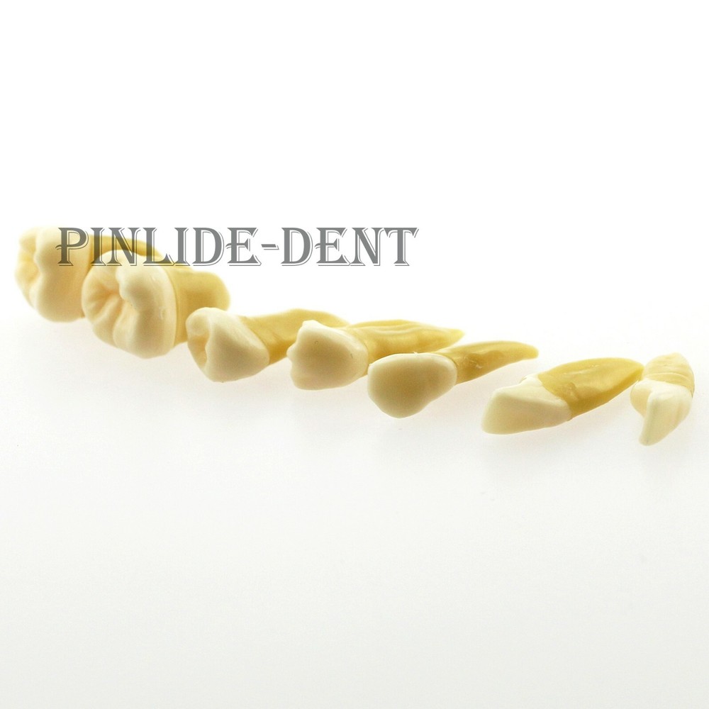 Dental Typodont Practice Study Standard Teeth Model 28 Pcs Removable Teeth M7008