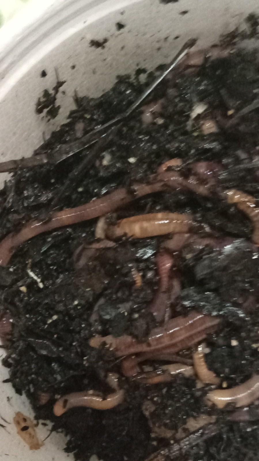 1/16 lb Live Red Wigglers Fishing Worms/Bait (Bait Size)(1.5-3 in)