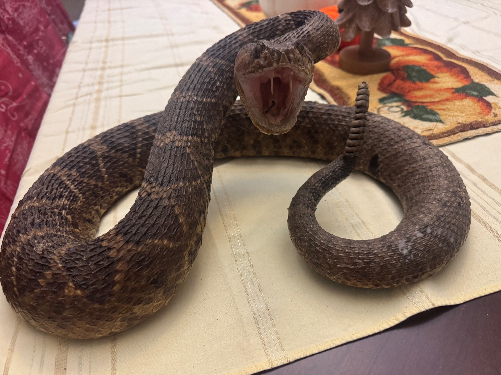 Vintage 53” eastern diamondback rattlesnake taxidermy mount Crotalus adamanteus