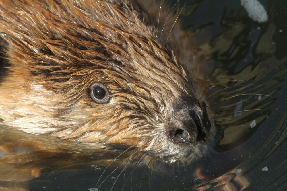 Beaver Taxidermy Reference Photo Cd