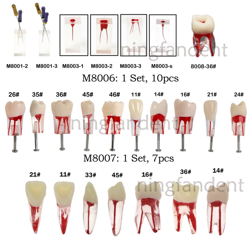 Dental Endo Root Canal Teeth Model Study Practice Block RCT Pulp Cavity