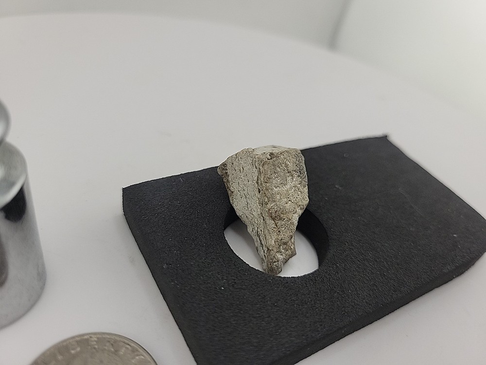 Triceratops Fossil Tooth