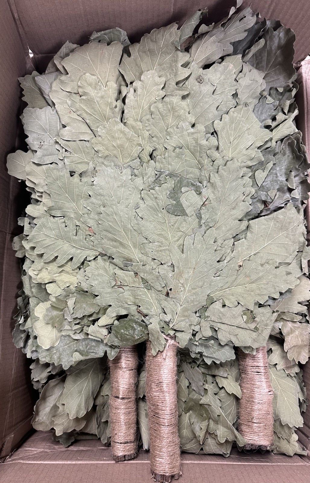 2 Oak Venik Sauna Broom Sauna Banya КАВКАЗСКИЙ ДУБОВЫЙ ВЕНИК БАННЫЙ