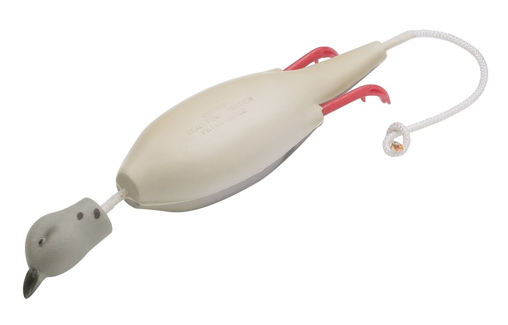 Mourning Dove Dead Fowl