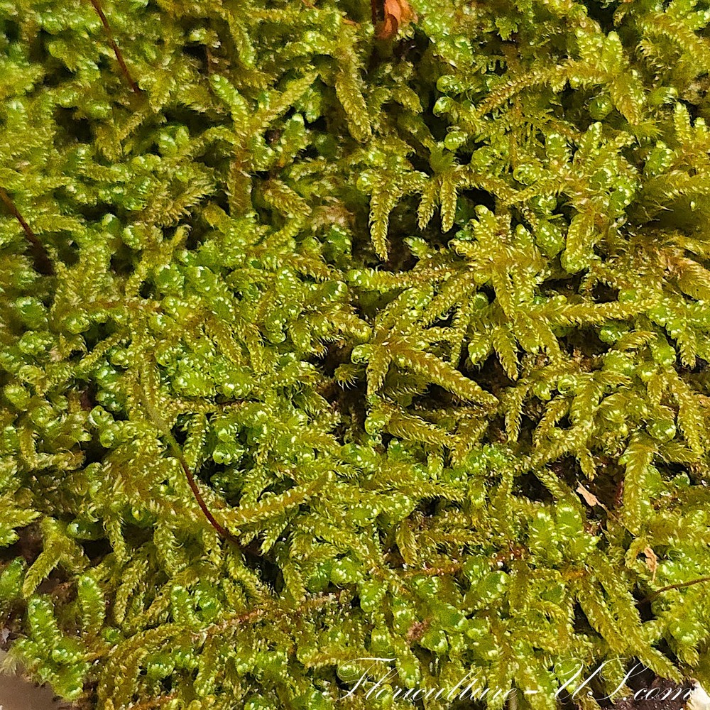Hypnum Imponens, Live Fresh Sheet Moss