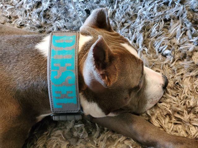 Tactical Dog Collar with 2" Gray Personalized Patch Included