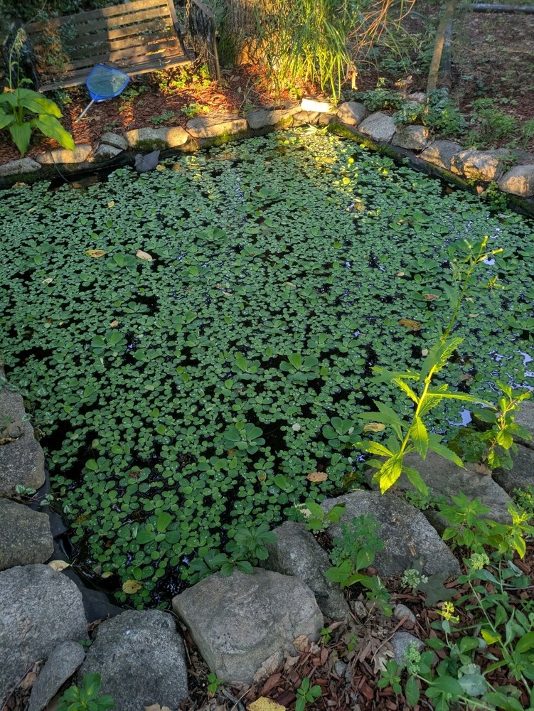 Water Lettuce Koi Pond