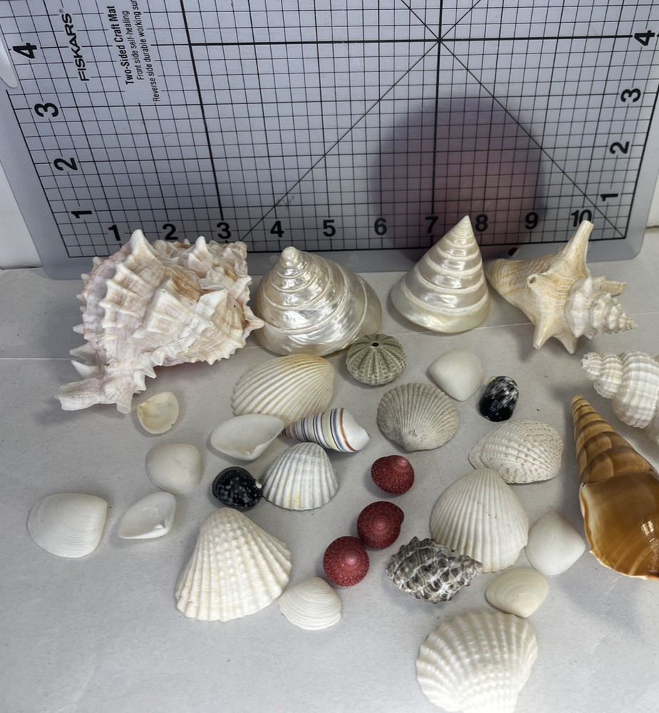 Sea Shells Shell Saltwater Variety Lot Assorted Vintage