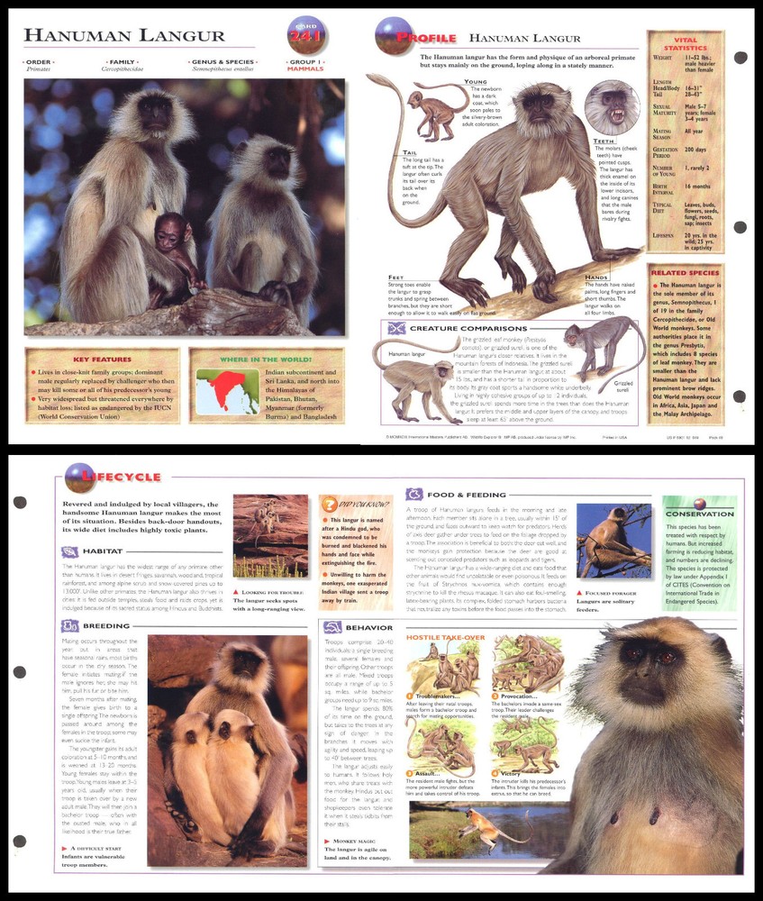 Fold-Out Sheet - Hanuman Langur - 241