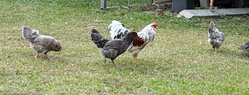 Whiting True Blue Hatching Eggs - x12+plus extras