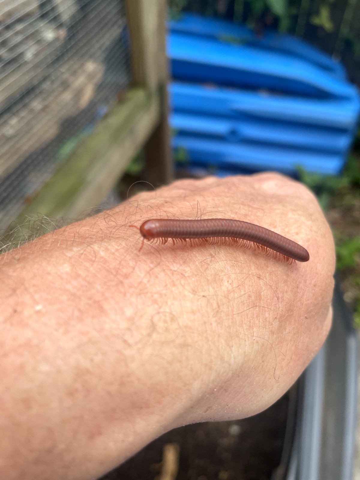 Live Scarlet Millipedes - Breeding Pair M/F (Composting)