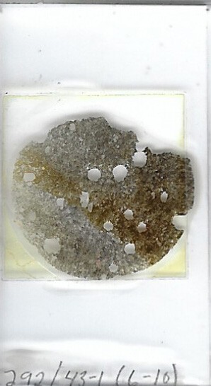Thin-section Mount from DSDP Hole 292 Petrographic Microscope Slide 31-292-43-1