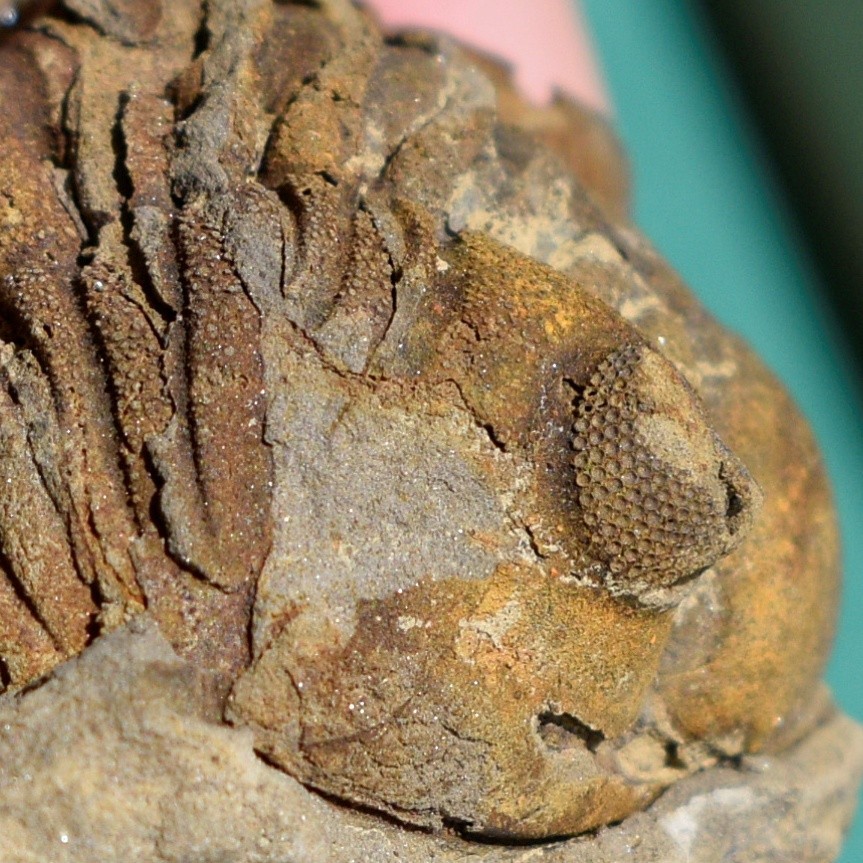 Trilobite, Eldredgeia eocryphaeus: Bolivia devonian trilobite fossil