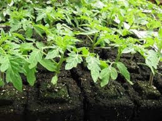 Ladbrooke Soil Blocker 2-Pc Set - Micro 20 w/ Cubic Inserts. Authorized Reseller