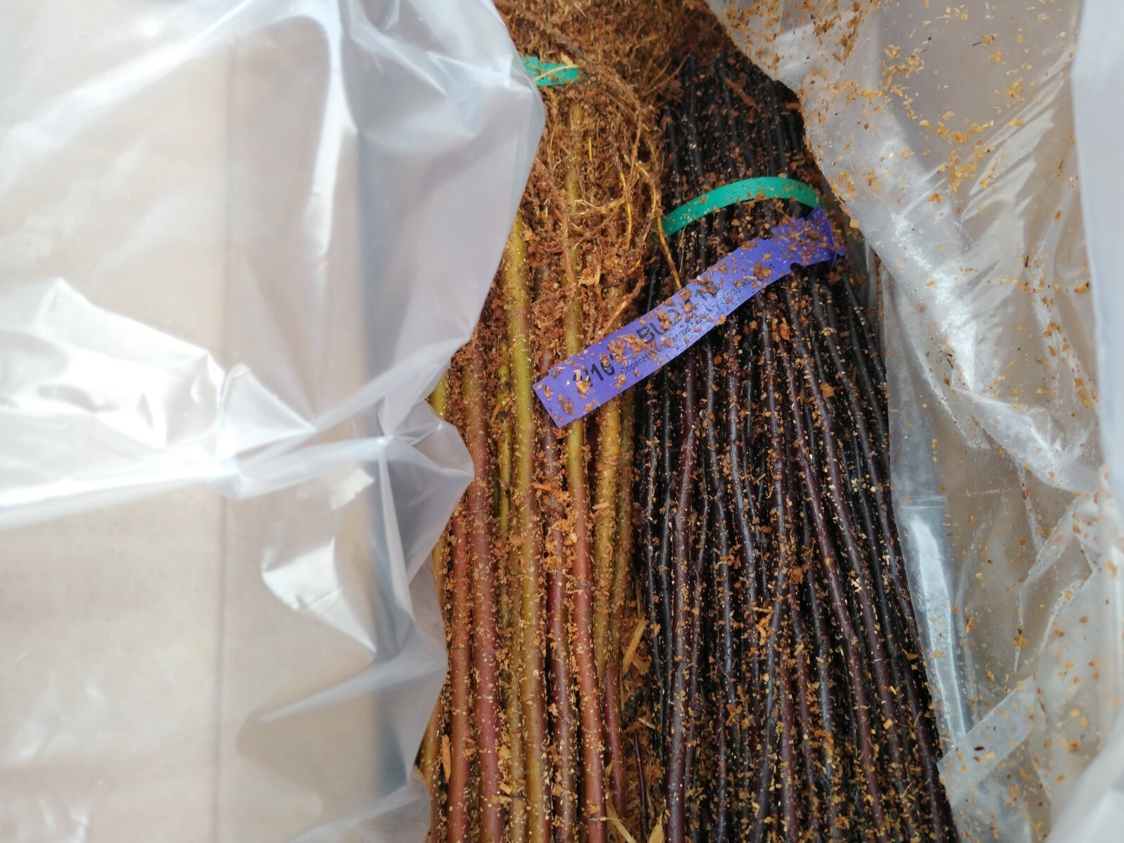 Apple Rootstock (Bundle of 10) Choice of Bud 118 or EMLA 111