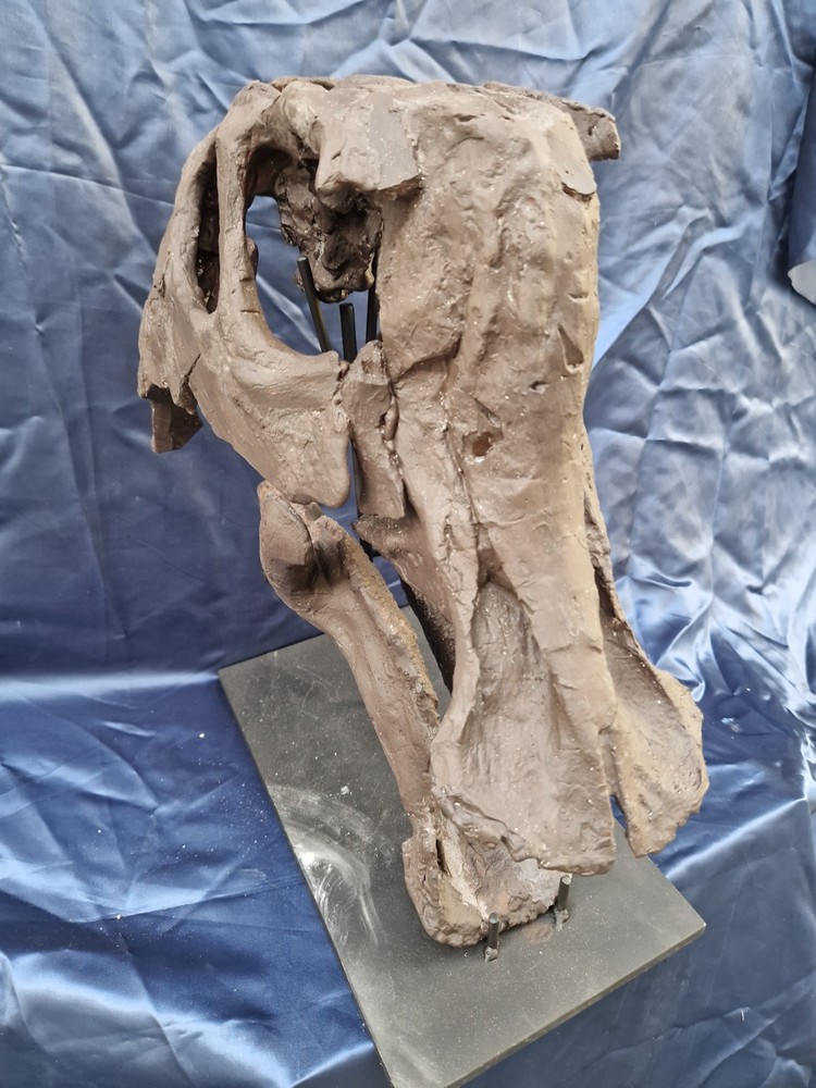 Androsaurus Head Fossil