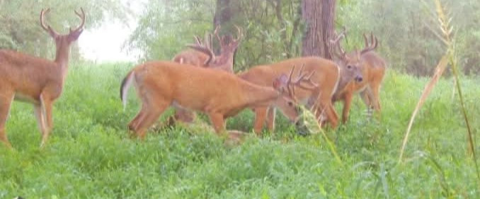 Tag-Out Deer Mineral