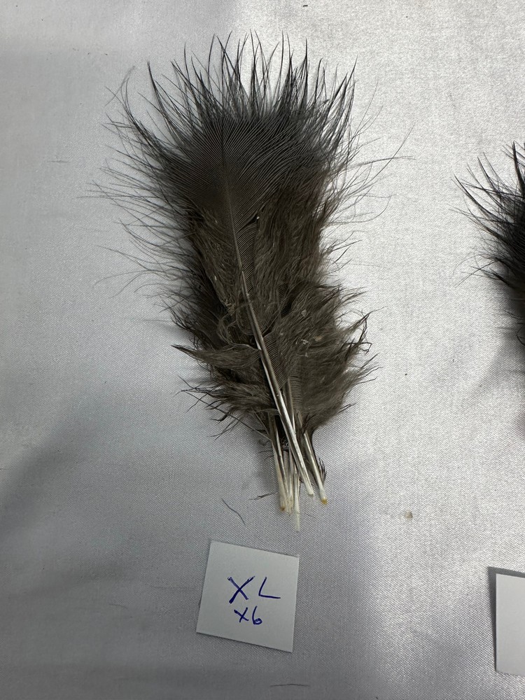 Blue Eared Pheasant Hackles