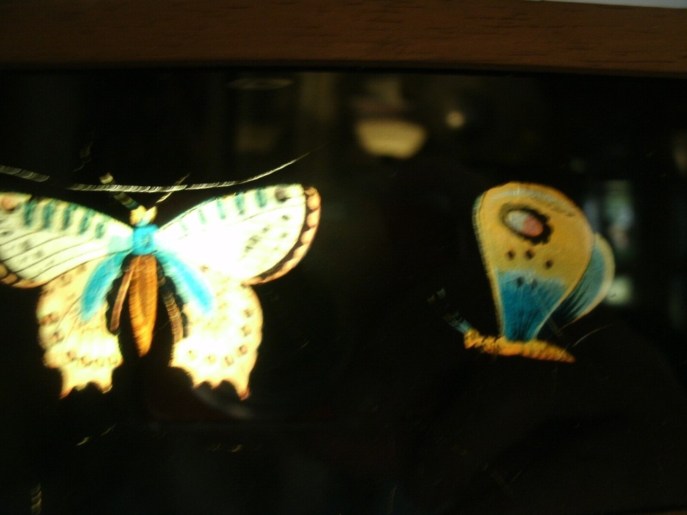 Lantern Slides, BUTTERFLIES