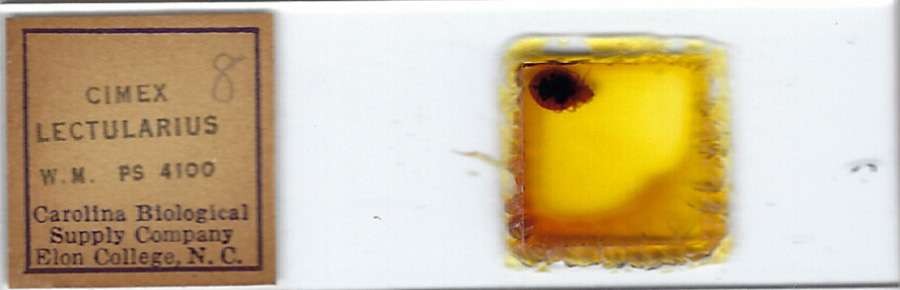 Bed Bug Cimex lectularius Microscope Slide