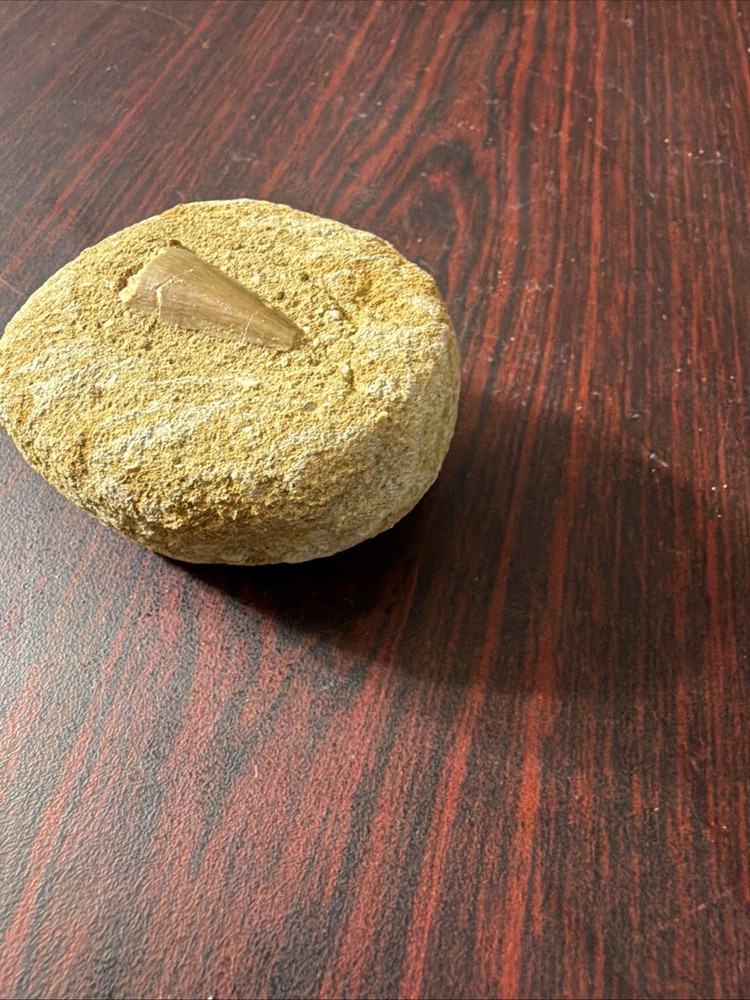 mosasaur tooth