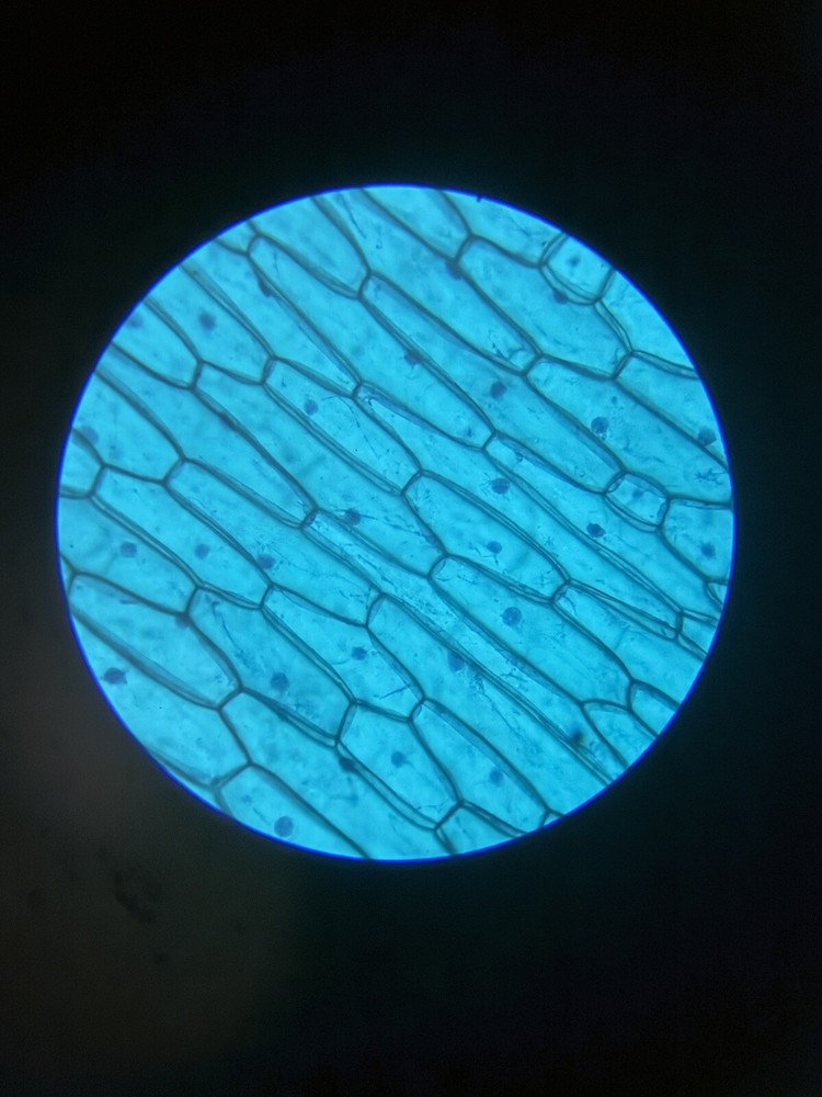 Microscopy Bundle