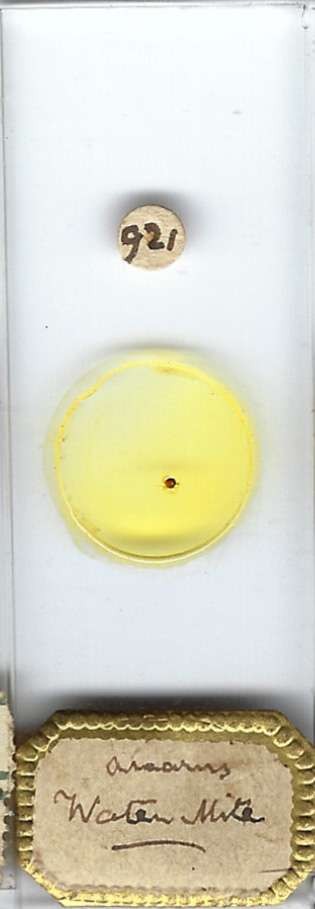 Water Mite w.m. Microscope Slide