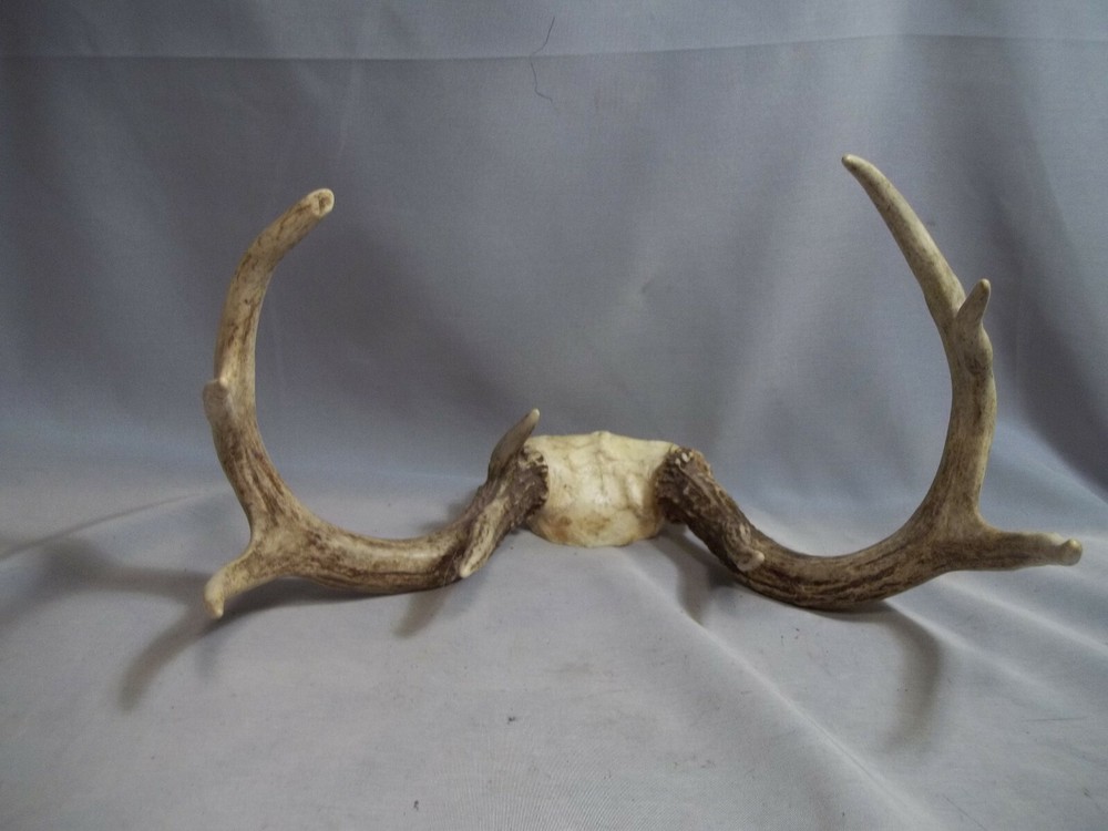 Ohio White Tail Deer Atipical Antlers 9 Point