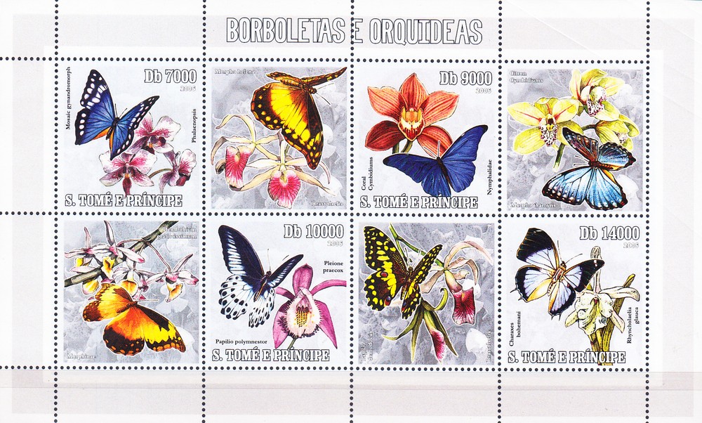 W SAINT-THOMAS 1602 BUTTERFLIES